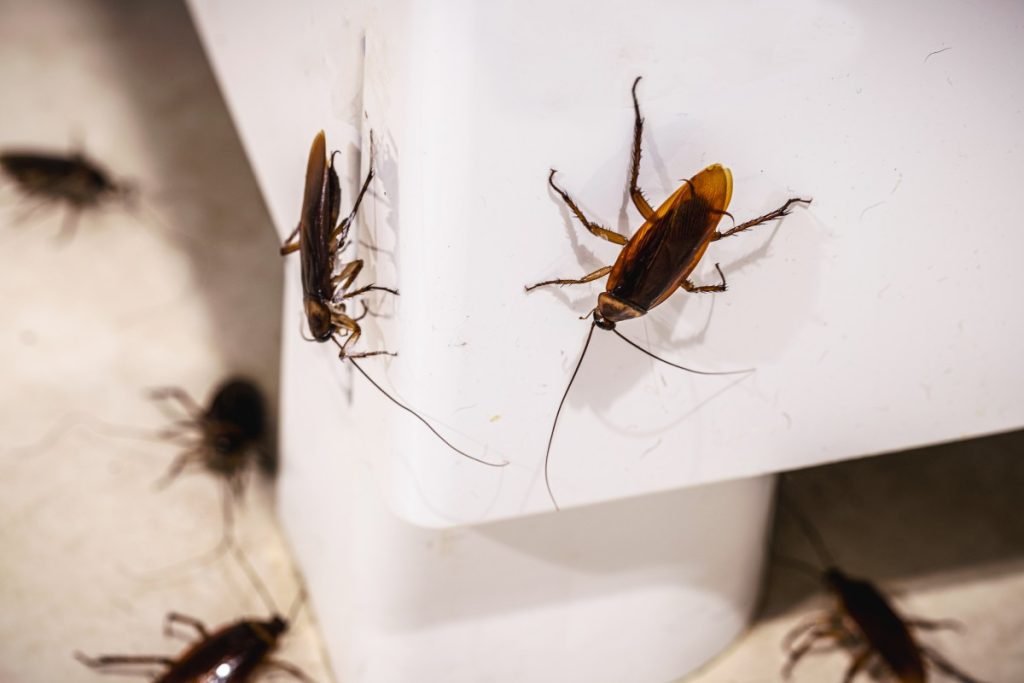 Cockroach Control